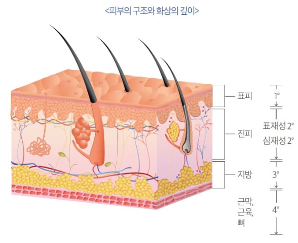 피부-구조