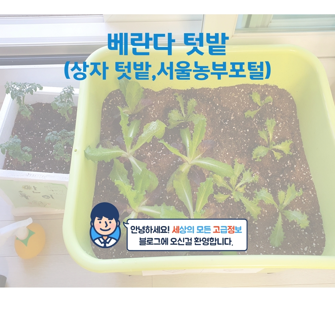  베란다 텃밭 분양(상자텃밭,서울농부포털,방콕,집콕 아이템)