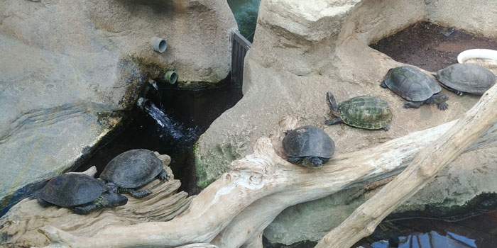 토바-수족관에서-사육하는-거북이를-찍은-사진