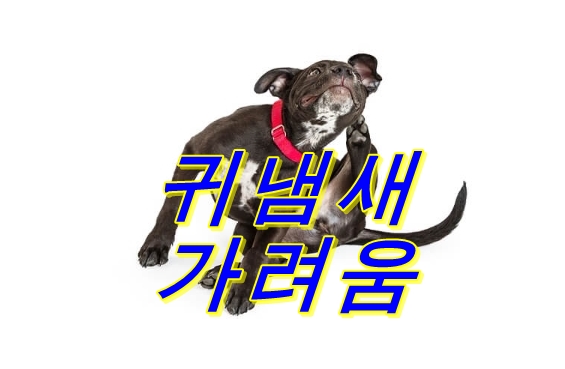  개 귀가 냄새! 귀지로 더러워져 있어! 엄청 가려워한다! 그럴 때 생각할 수 있는 질병이나 증상이란?