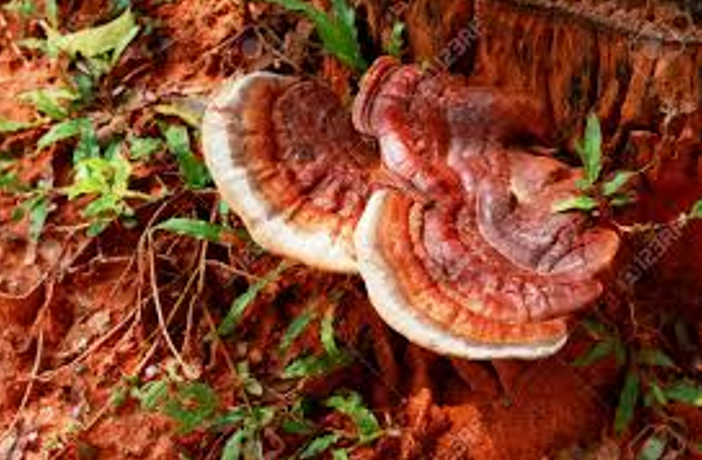  영지버섯 (Lingzhi Mushroom)의 비밀!! 건강 전문가가 알려주는 효능과 효과!!!