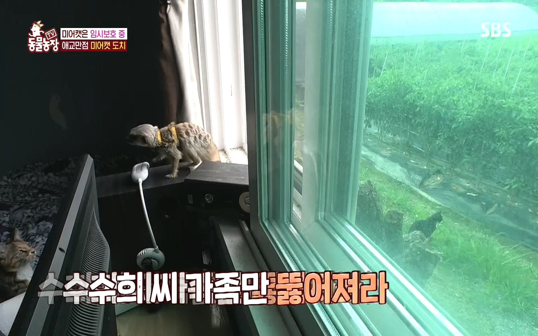 TV 동물농장.E1088.220925p.H264-F1RST.mp4_20220925_174408.260.jpg