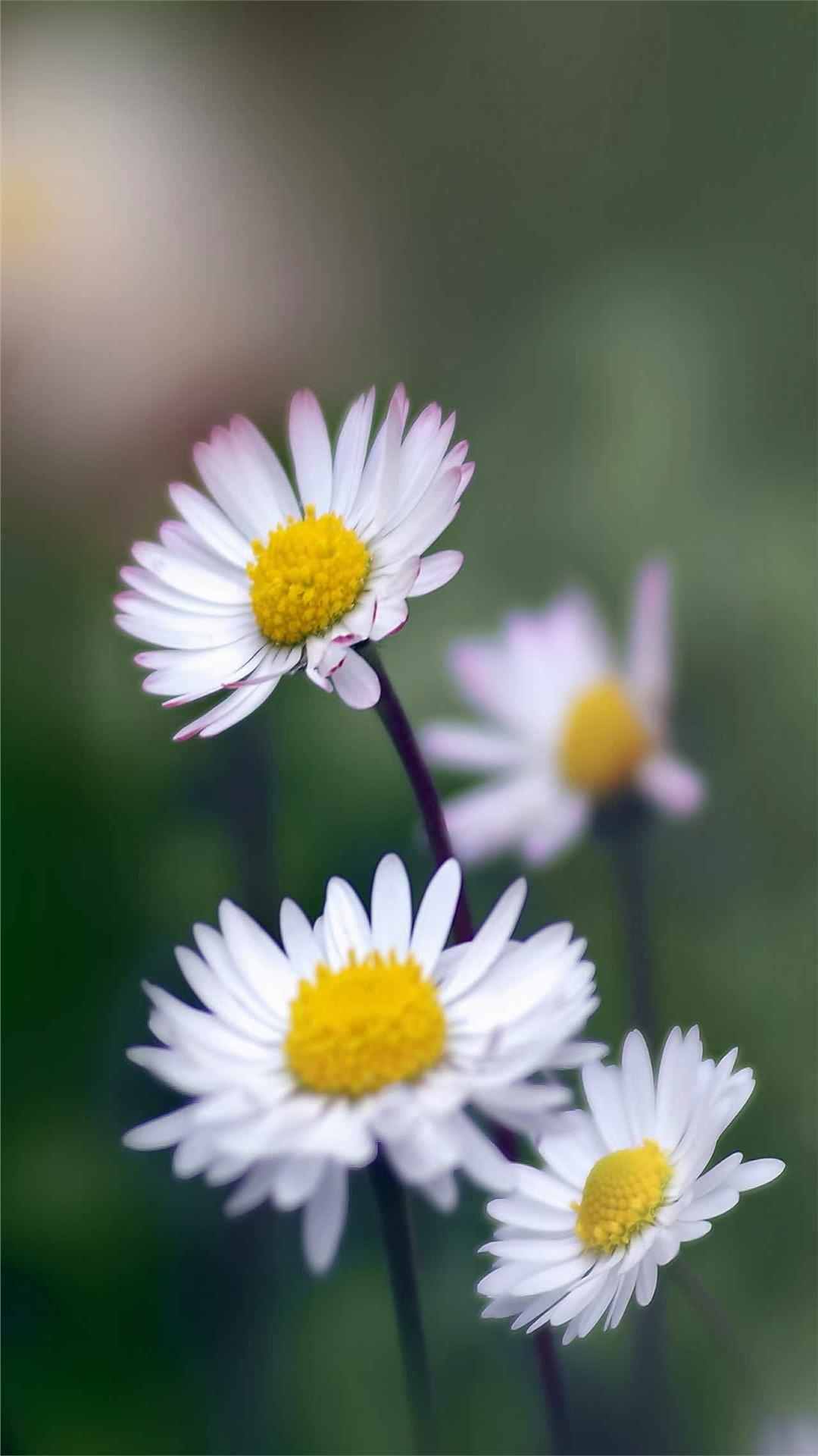 Daisy Flower iPhone Wallpaper