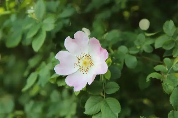 사향장미-muskrose