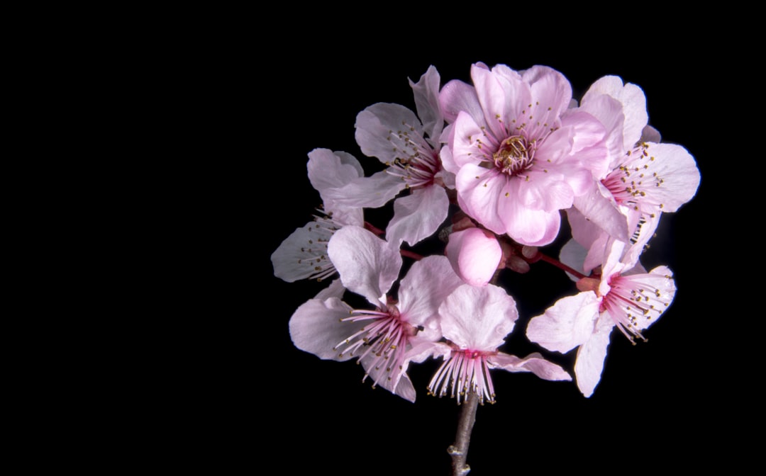 Plum blossom