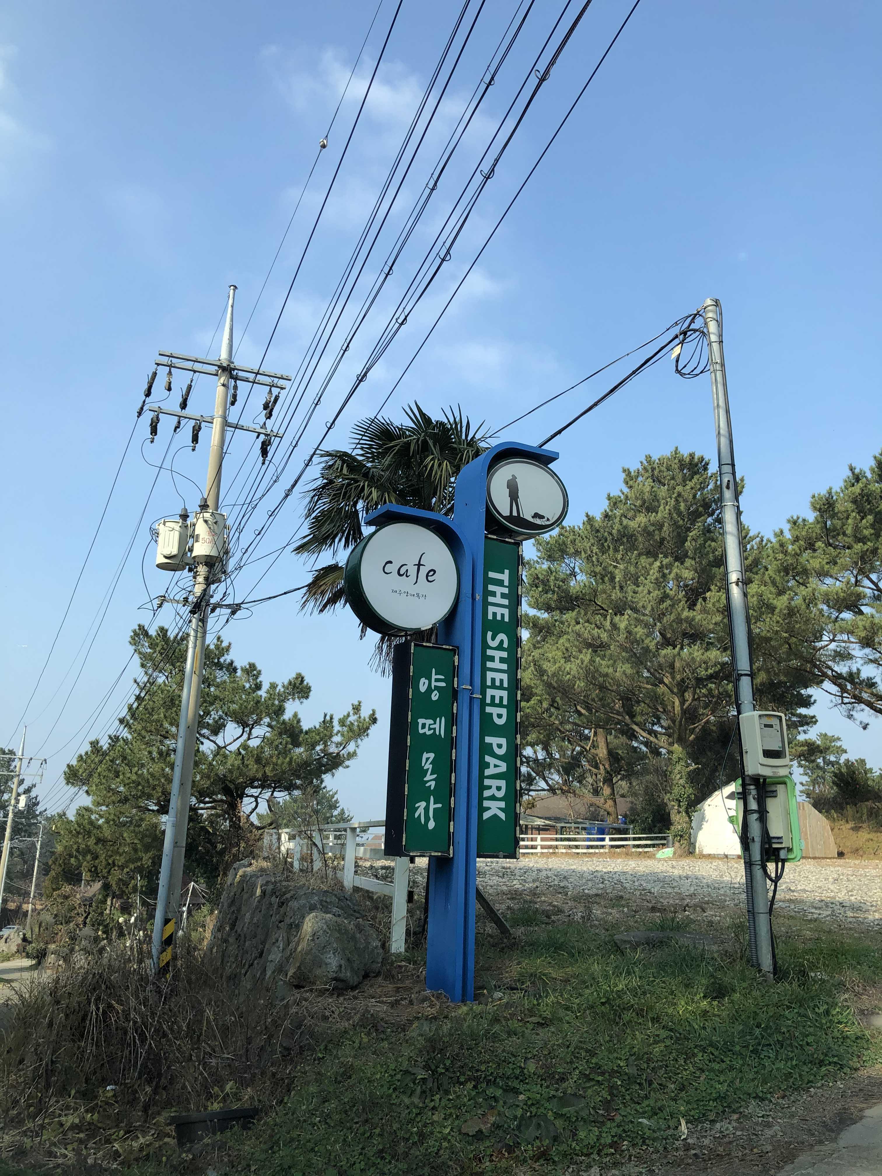  제주 여행 -  제주 양떼목장