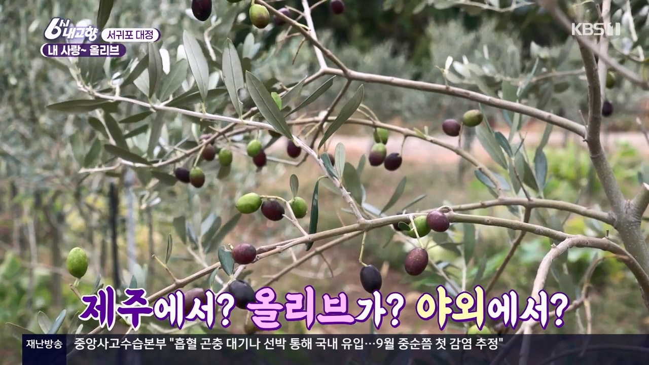 6시 내고향.E7910.231032p-NEXT.mp4_20231101_201915.686.jpg