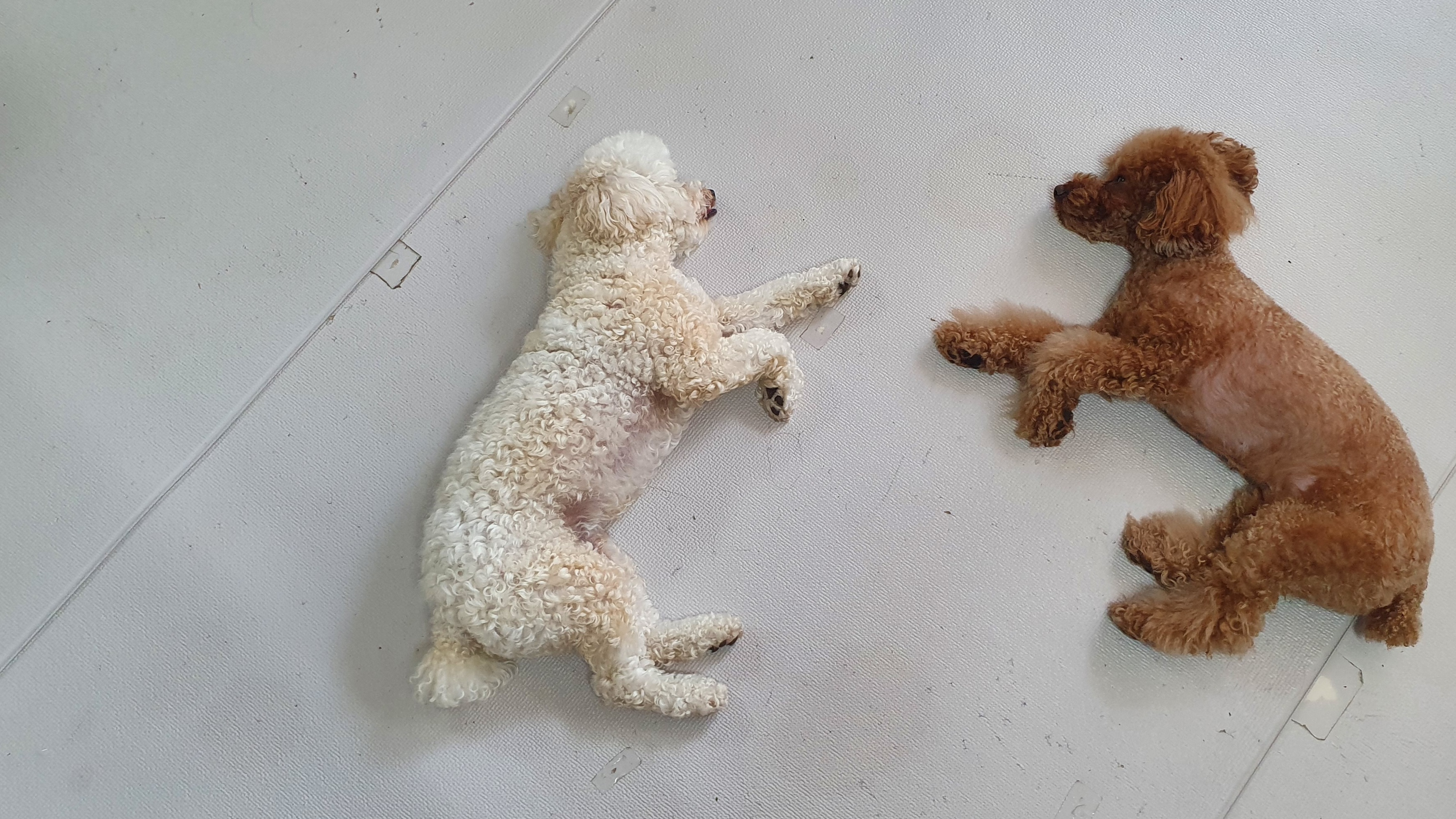  강아지는 과연 꿈을 꿀까요?
