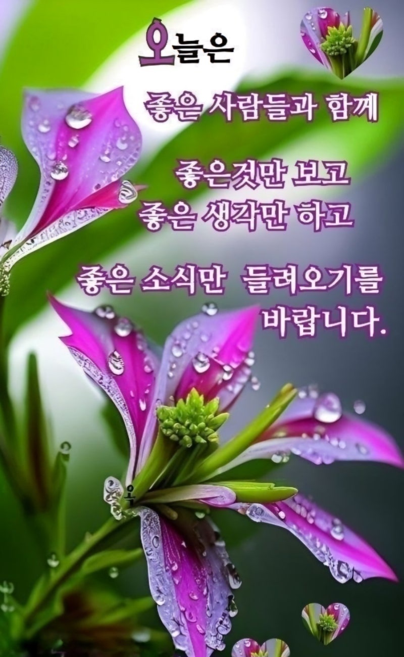 뿌리깊은나무 이미지