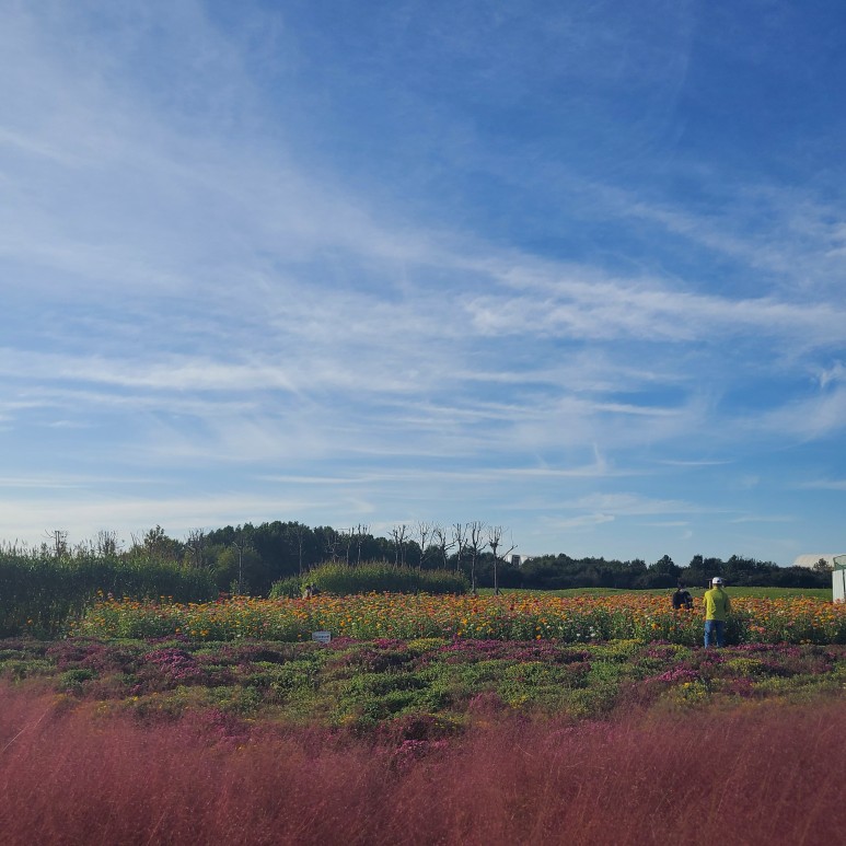 야생꽃한 가득 가을 향기 10