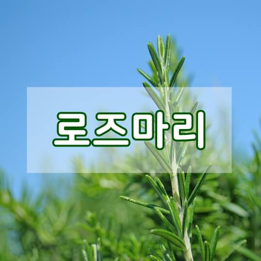 푸릇한 로즈마리 사진