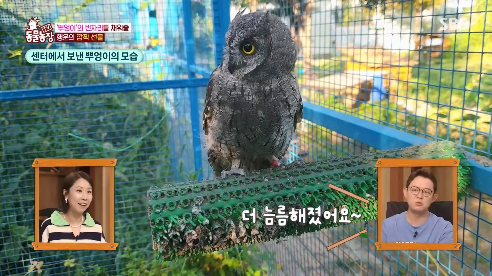 TV 동물농장.E1139.230924p.H264-F1RST.mp4_20230924_172342.835.jpg