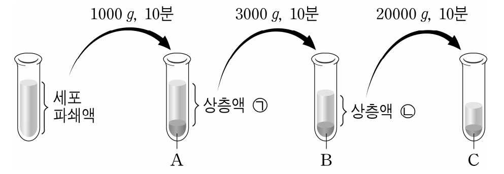 세포 분획법