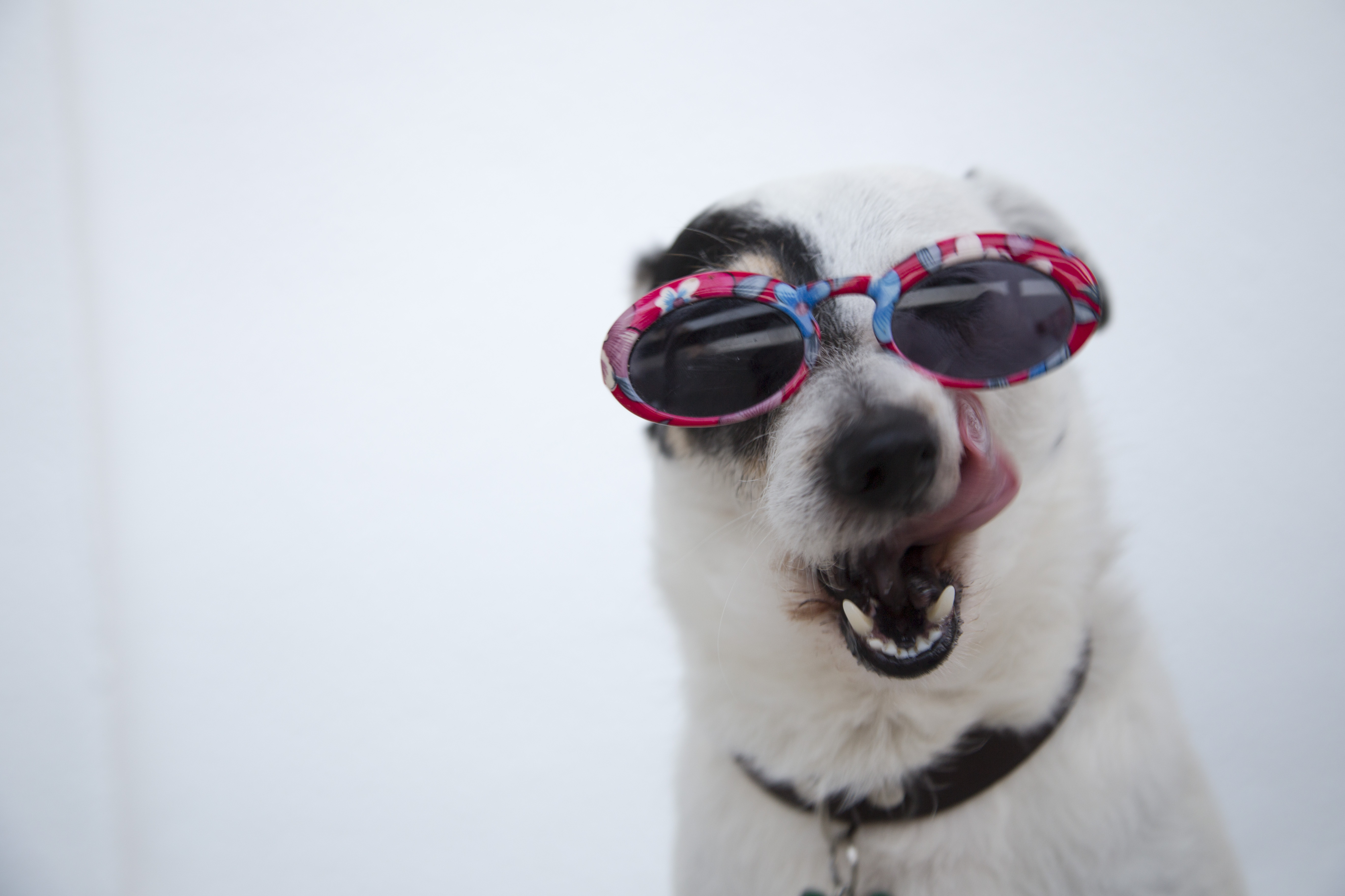 선글라스를 쓰고 있는 강아지 사진.