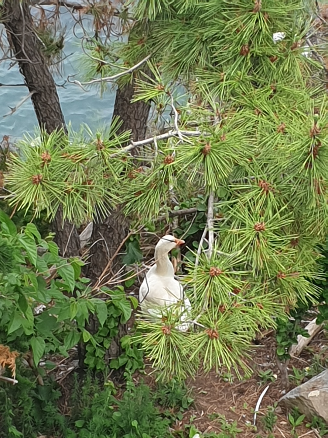 출렁다리 근처 거위