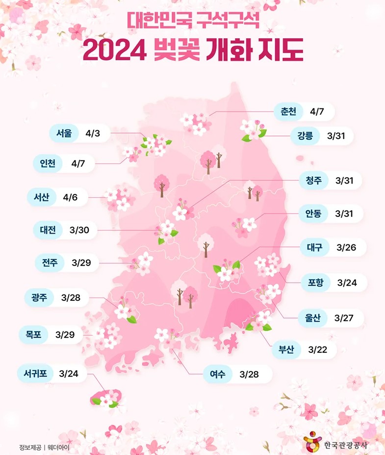 대한민국 구석구석
2024 벚꽃 개화 지도