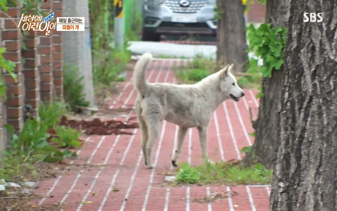 순간포착 세상에 이런일이.E1185.220622p-NEXT.mp4_20220622_201153.855.jpg