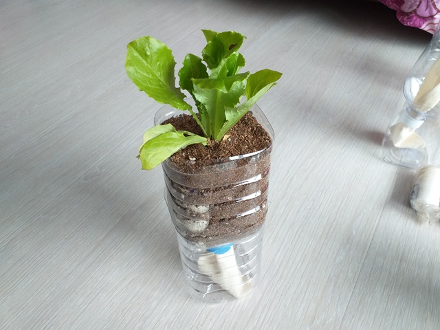  집에서 상추 키워 쌈싸먹기 위한 그 위대한 서막의 시작!