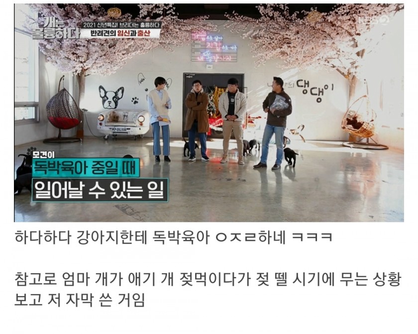  개는 훌륭하다 근황
