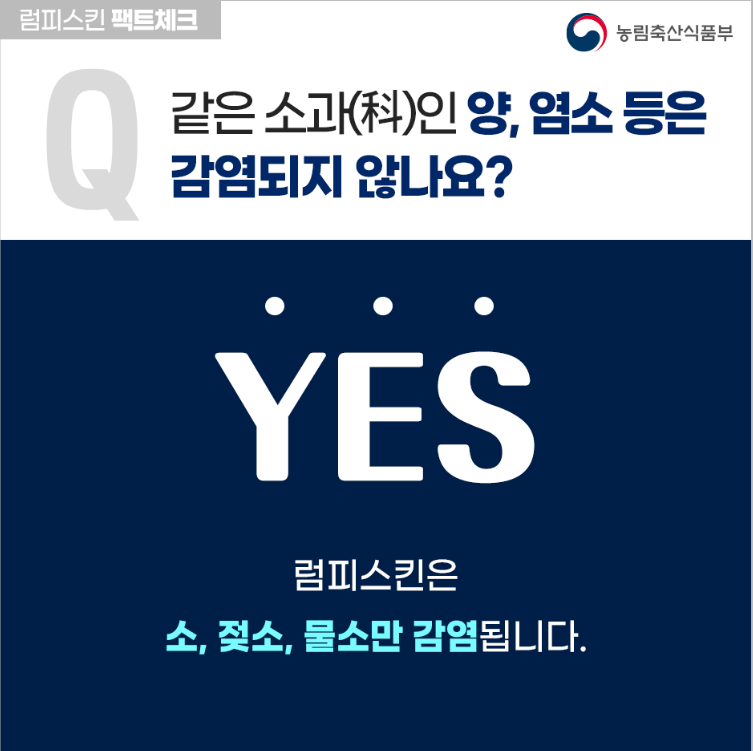 소 럼피스킨