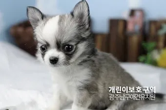 강아지 종류별 사진과 이름 작은 강아지 애완견 종류_22