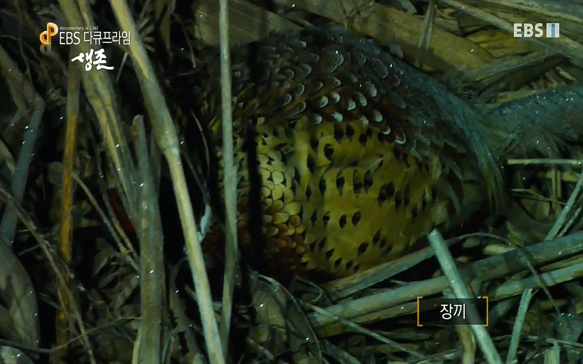생존 3부_ EBS 다큐프라임_ 220629.avi_20220701_210610.050.jpg