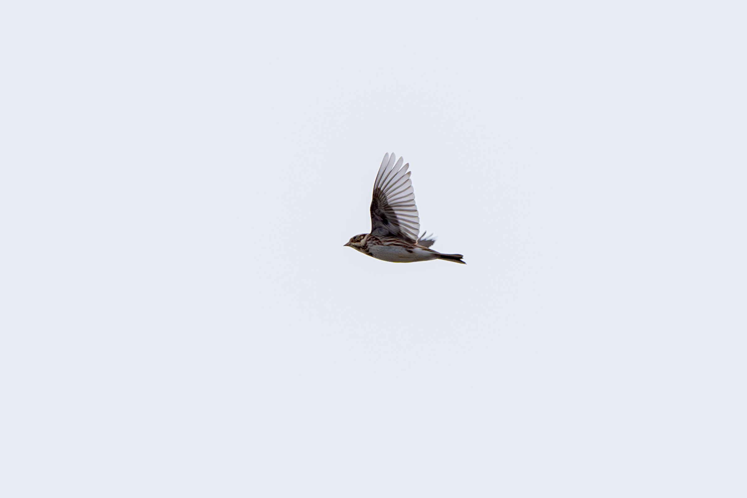 흰 이미지