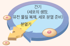 세포 분열 시기