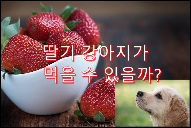  개는 딸기를 먹어도 괜찮을까? 먹는 방법이나 주의할 점?