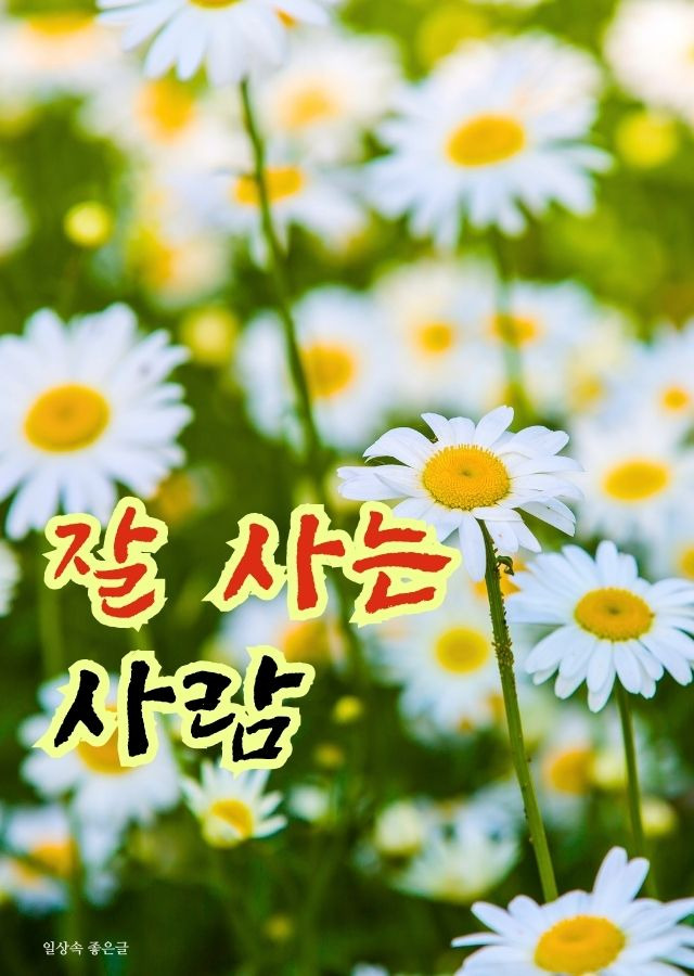 초록 풀밭 위로 활짝 핀 하얀 데이지 꽃들이 가득한 봄날 자연 풍경 이미지