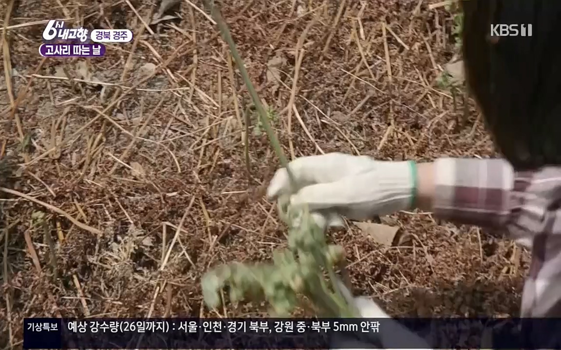 6시 내고향.E7518.220426p.H264-F1RST.mp4_20220504_192756.588.jpg