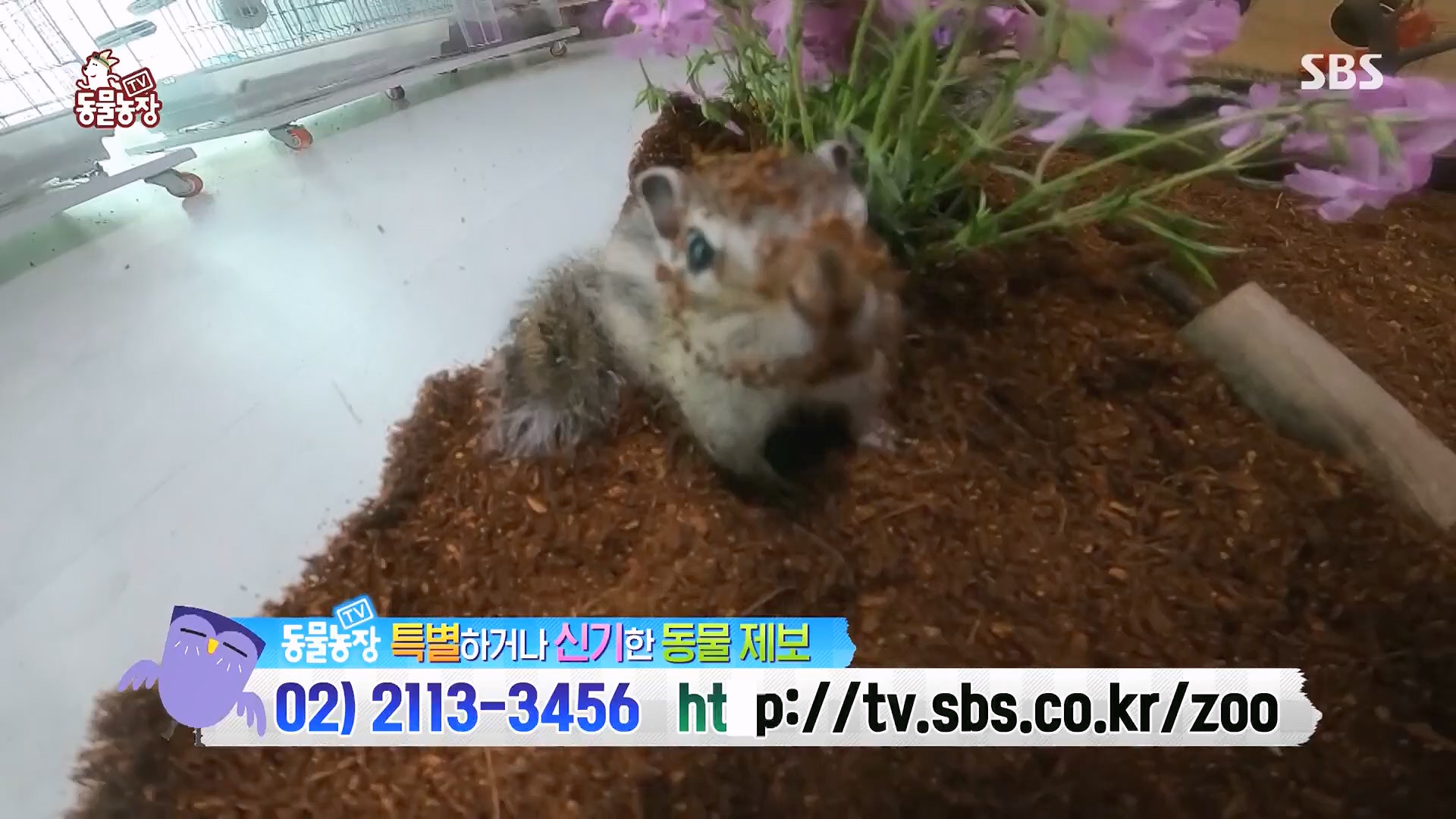 TV 동물농장.E1118.230430p.H264-F1RST.mp4_20230430_172356.773.jpg