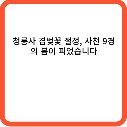 청룡사 겹벚꽃 절정, 사천 9경의 봄이 피었습니다