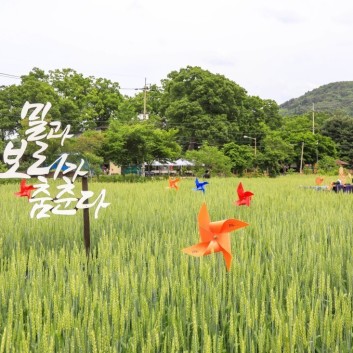 양평 밀 축제