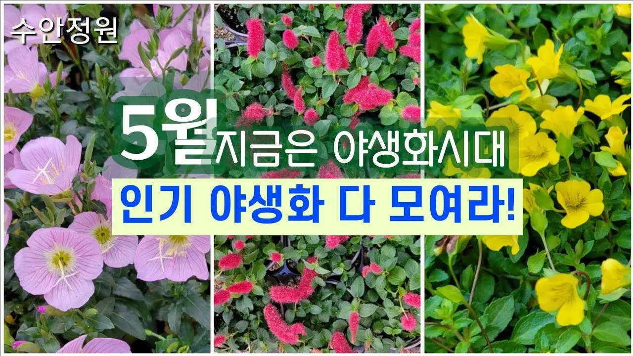 5월의 야생화 백화등 소리쟁이 낮달맞이꽃 알프스민들레_1