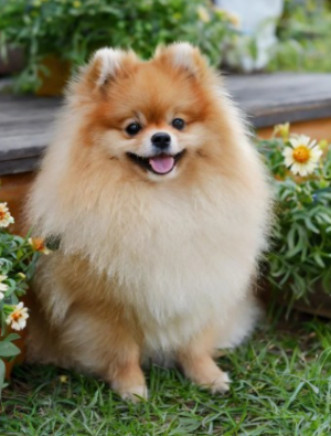포메라니안