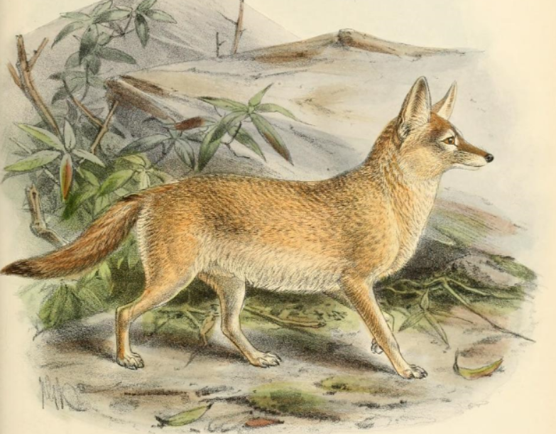 pale fox