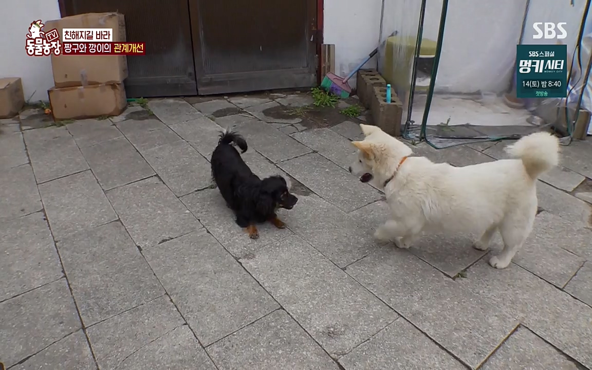 TV 동물농장.E1068.220509p-NEXT.mp4_20220508_173837.187.jpg