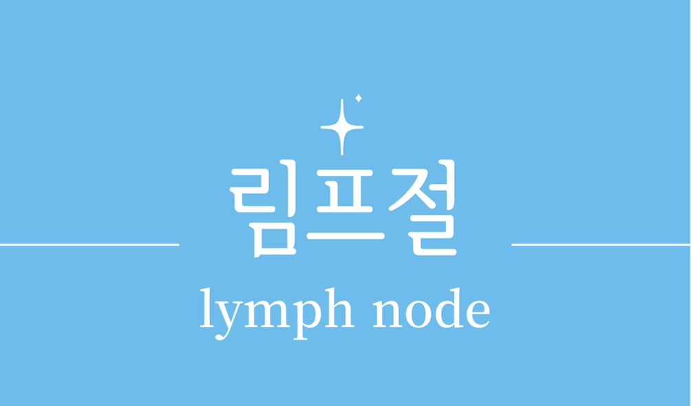 '림프절(lymph node)'