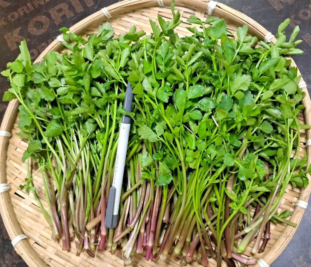 돌미나리 효능
