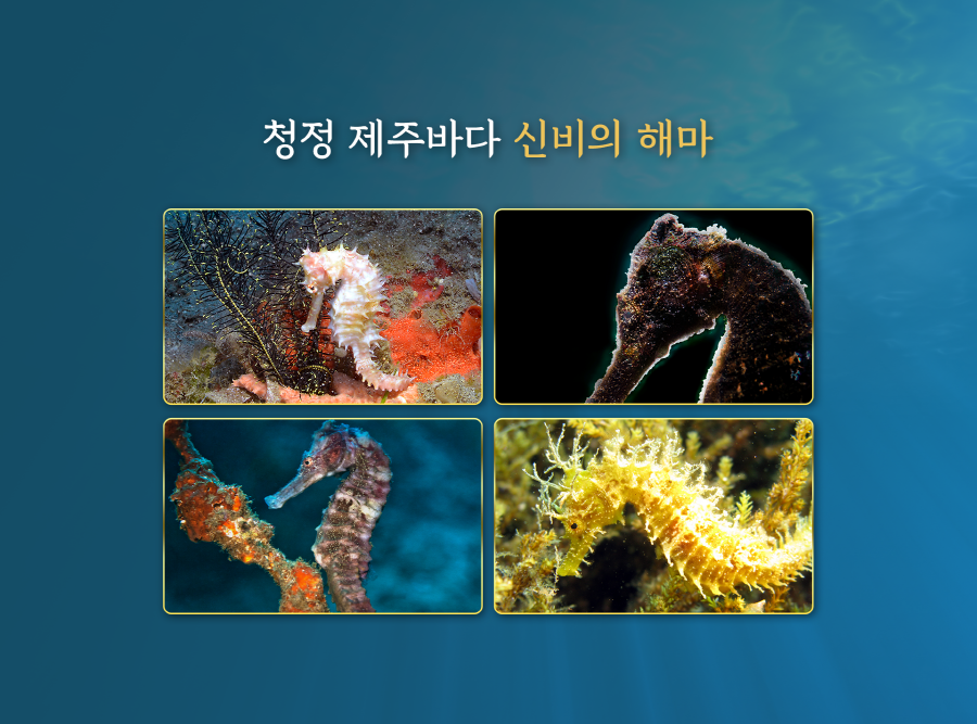 골드엔터 이미지