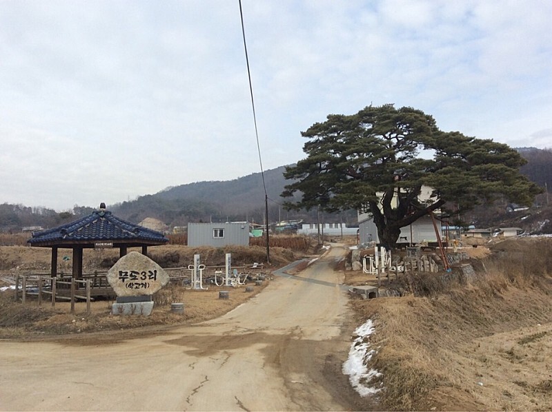  제천 무도3리(삭고개) 소나무