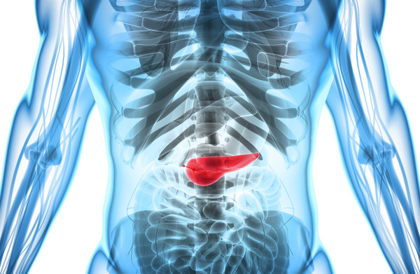 췌장의 위치 사진