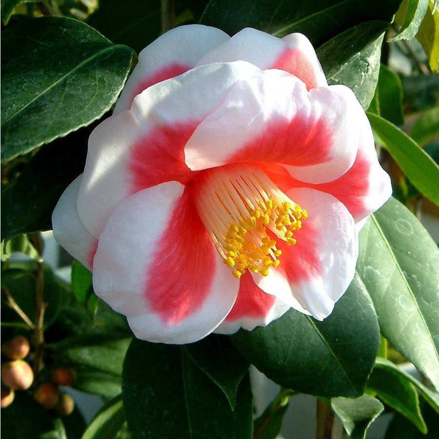 椿 쯔바키 동백