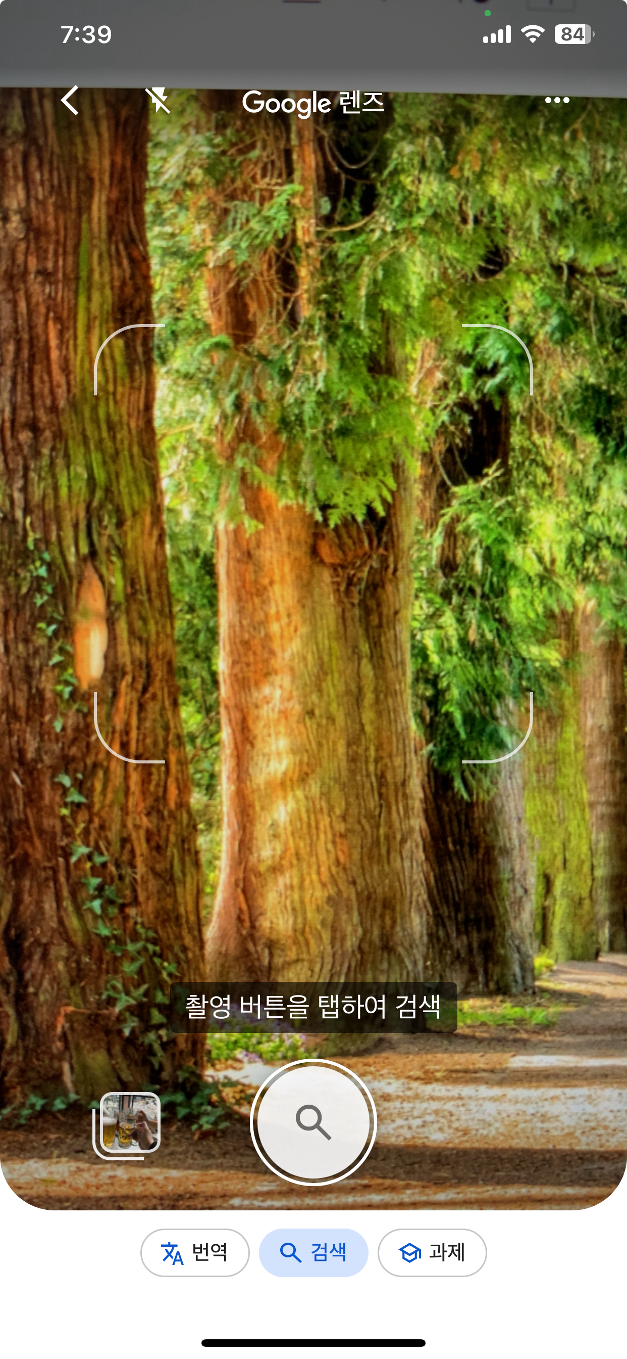 구글 앱의 렌즈 기능을 통해서 알고 싶은 나무 이름 촬영하기