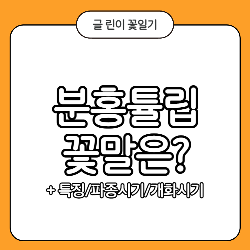 분홍튤립 꽃말
