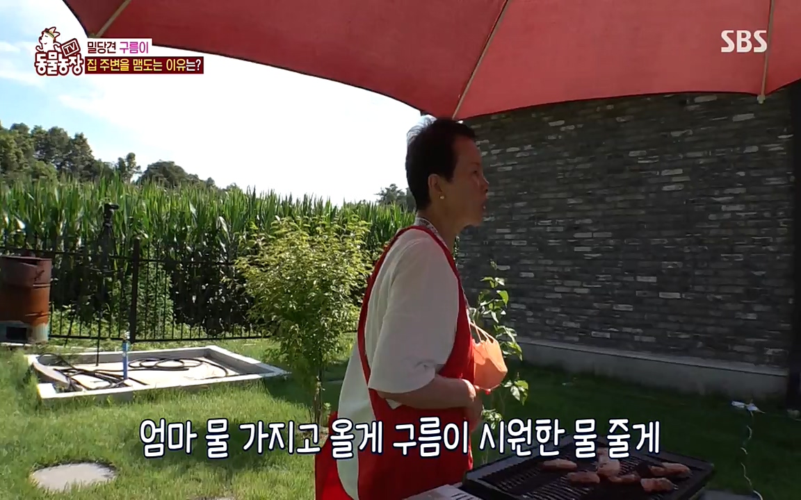 TV 동물농장.E1080.220732p-NEXT.mp4_20220731_174244.619.jpg