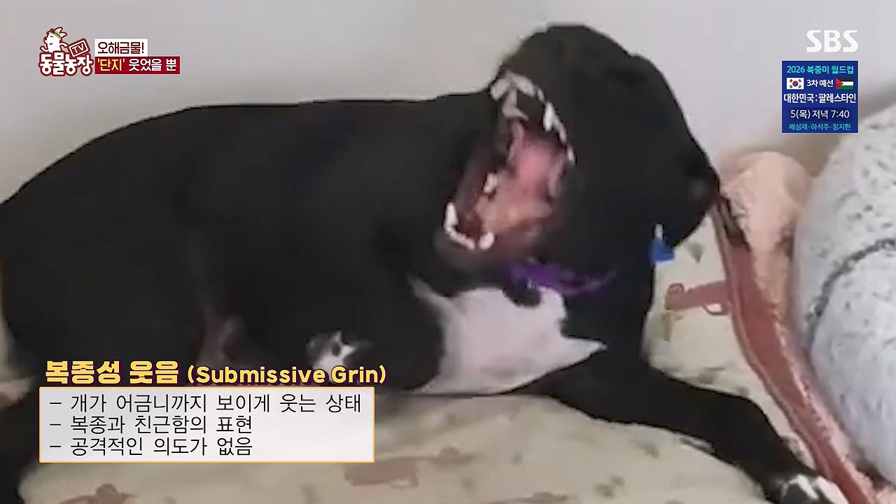 TV 동물농장.E1187.240902p-NEXT.mp4_20240901_154112.064.jpg