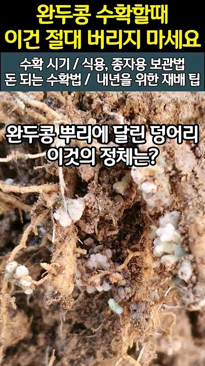 완두콩 수확시기 파종시기 삶는 법 재배법_4