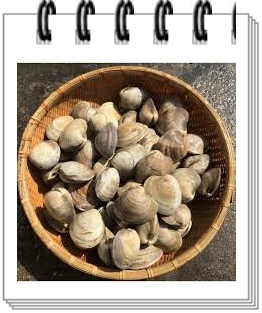  조개나오는 꿈 뜻 해몽 다양한 조개꿈 상황